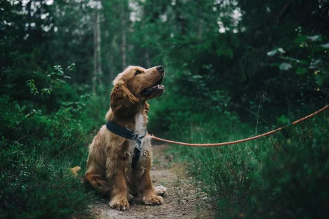 Adorable animals photo pack